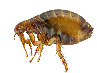Fleas Control