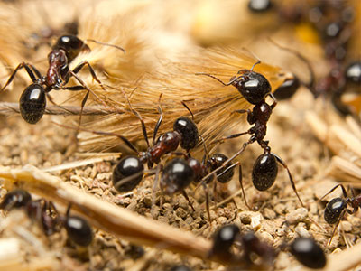 Ants Control