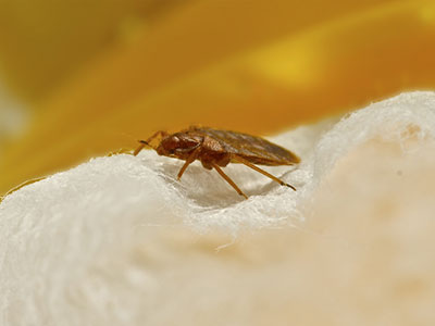 Bed Bugs Control