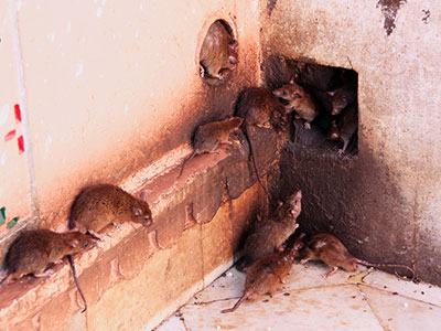 Rat Control