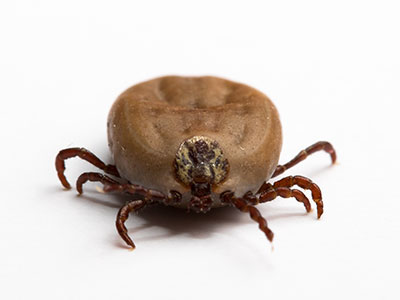 Bed Bugs Control